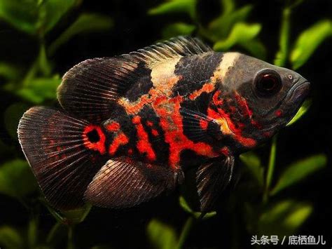 紅花豬混養|地圖魚飼養標準，附常見混養方案與基本病症治療方法。